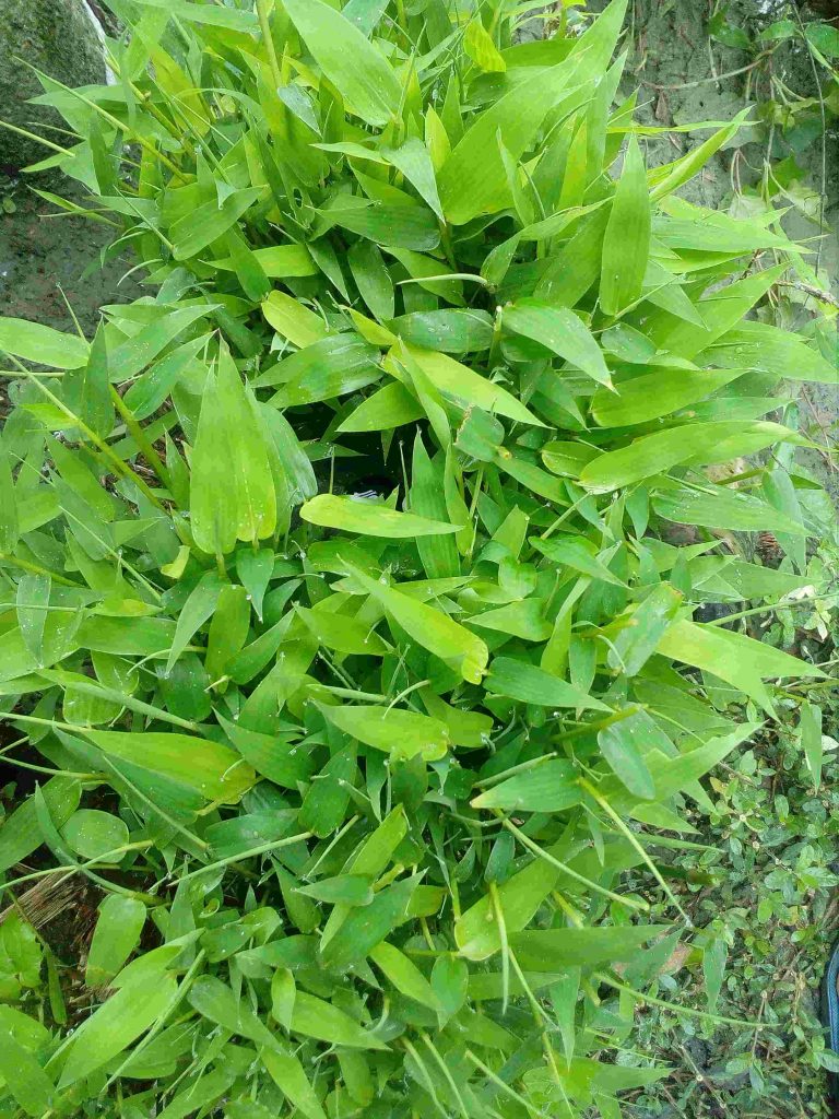 bamboo leaf picture